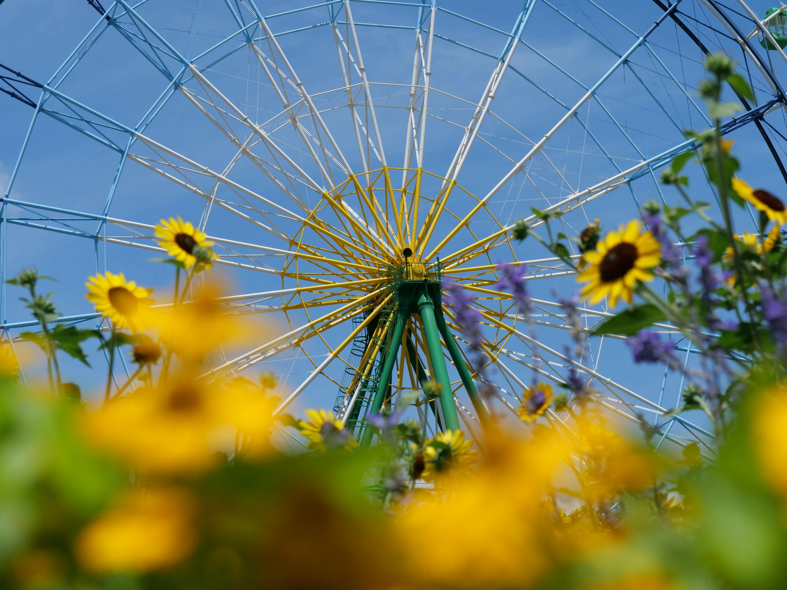 Colorful ferris wheel framed by sunflowers and blue sky in Hitachinaka, Ibaraki Prefecture, Japan.